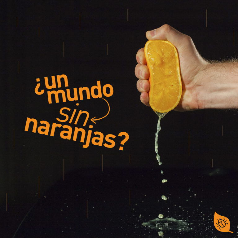 Enfermedad del Dragón amarillo