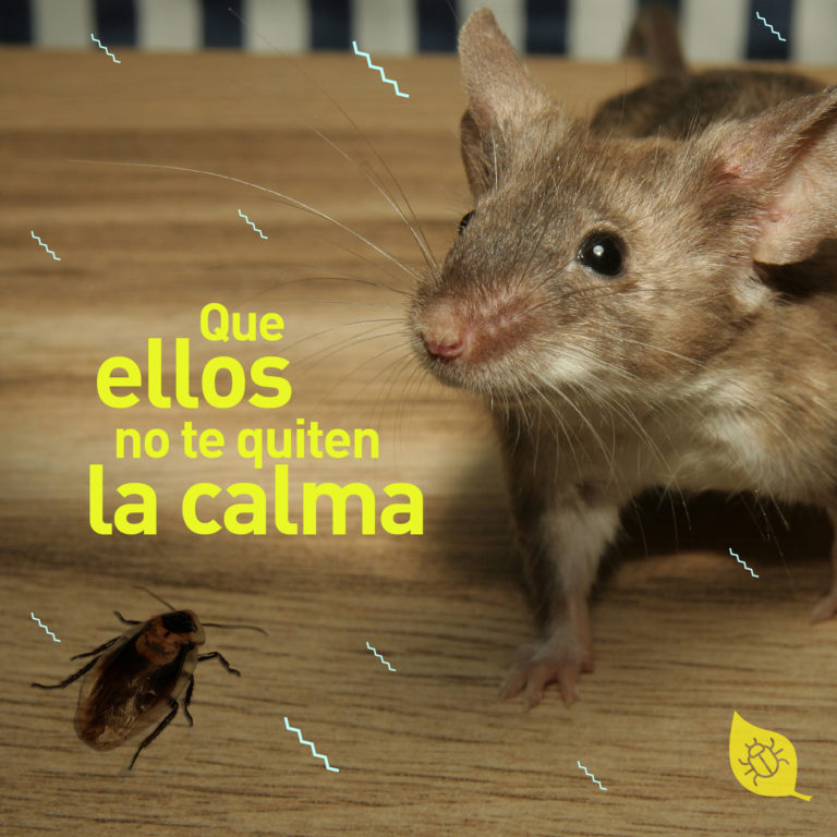 Roedores en el hogar ¡contrólalos!
