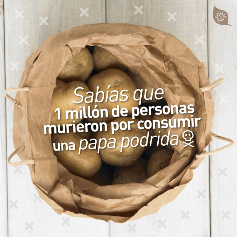 La enfermedad de la papa