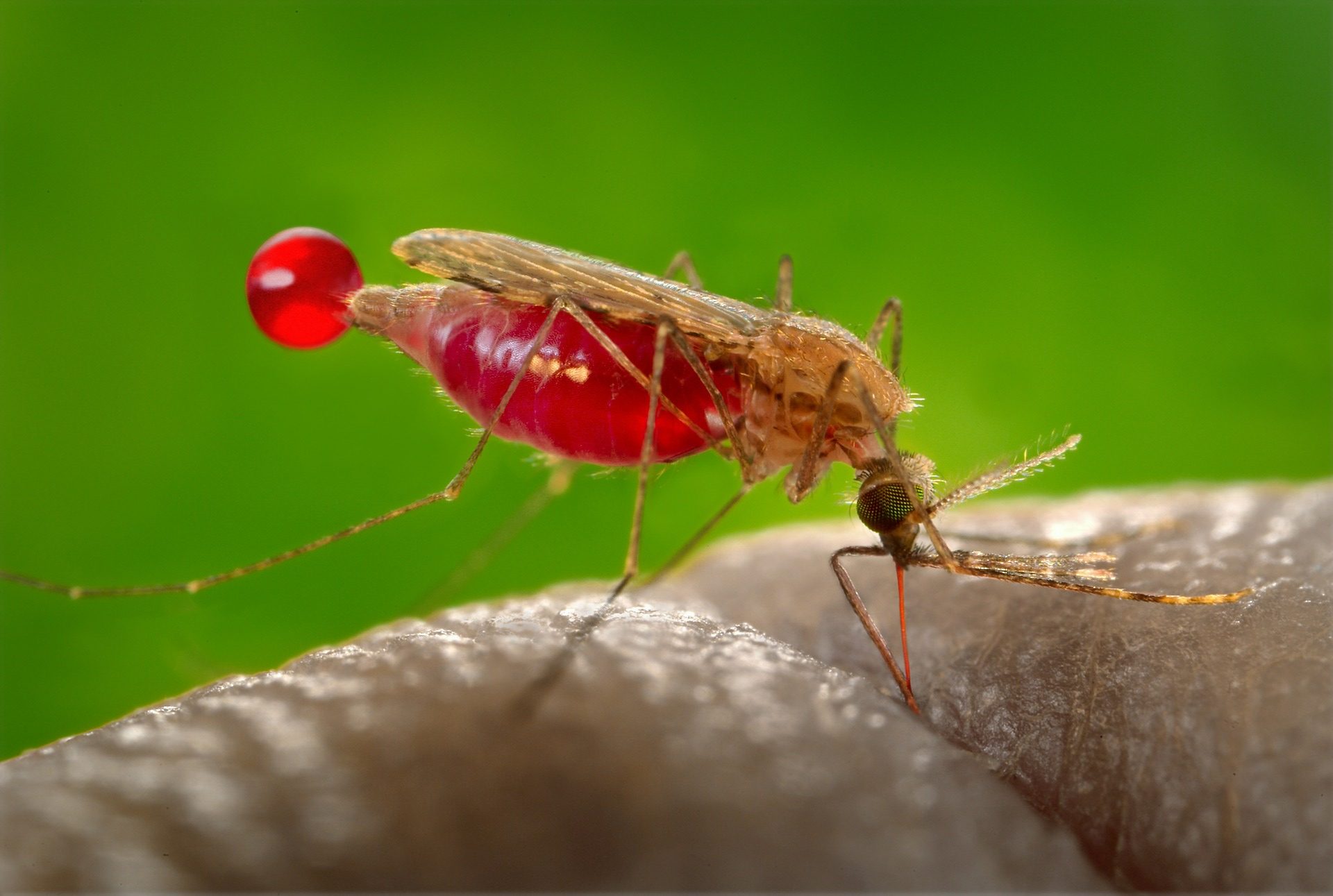 Repelentes de nueva generación contra mosquitos
