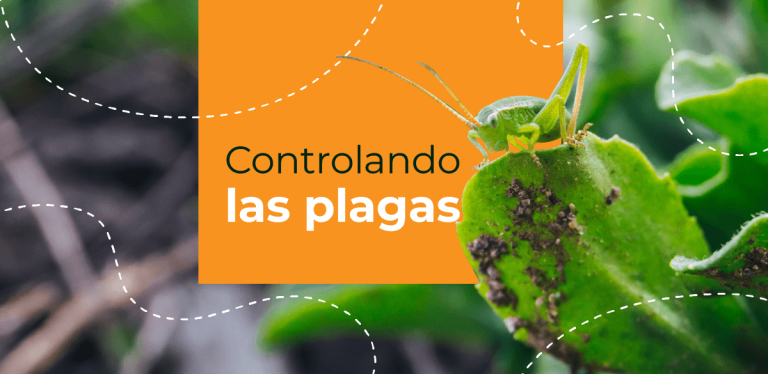 Controlando las plagas