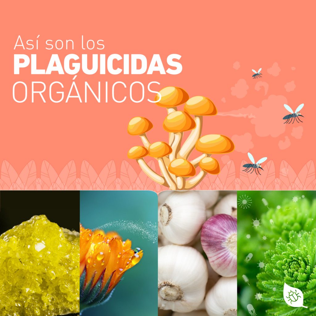Así son los plaguicidas orgánicos - ABC Plaguicidas