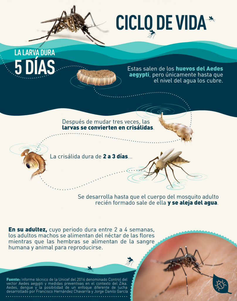 Bug Stop Perú  Mosquiteros para ventanas: todo lo que debes saber-  mosquite