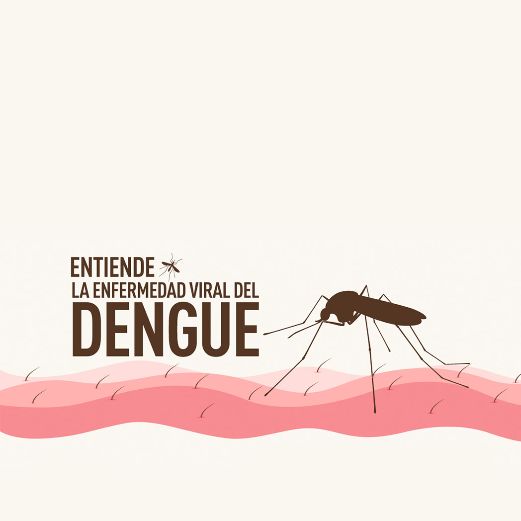 Conozca a Aedes aegypti, el mosquito transmisor del Dengue