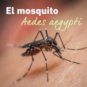 Dengue aedes aegypti