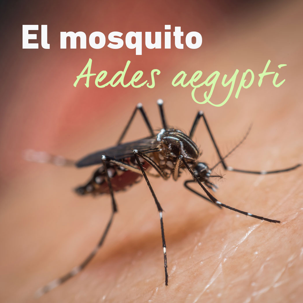 Dengue, otra pandemia en crecimiento