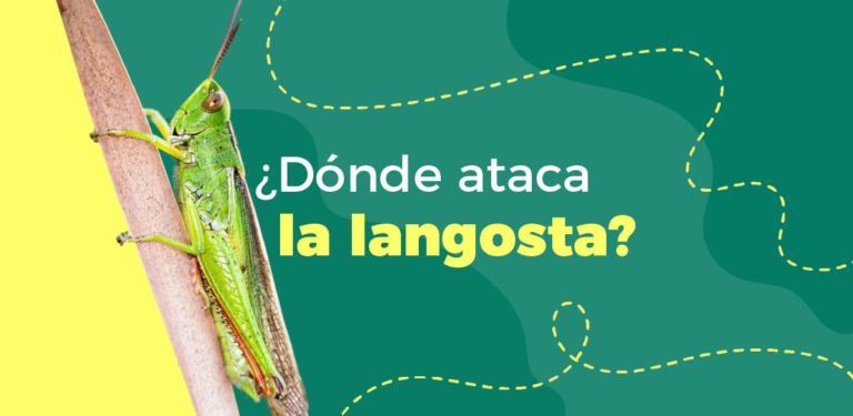 Langostas acechan a América Latina