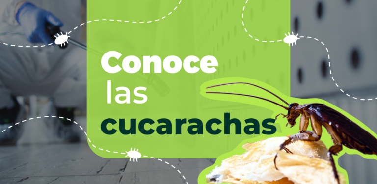 Las cucarachas son una plaga de película