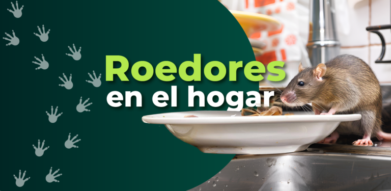 Roedores en el hogar ¡contrólalos!