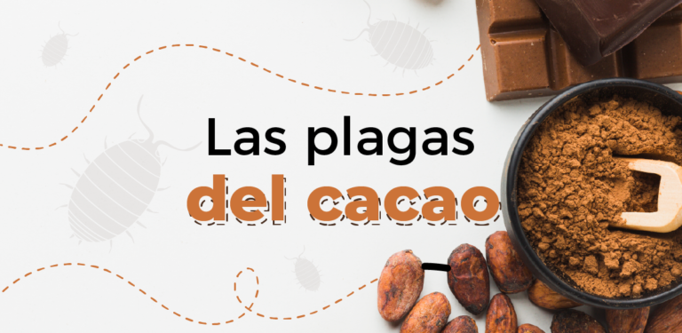 Las plagas amantes del cacao