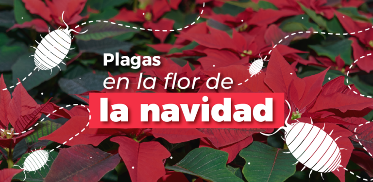 ¿Quién ataca a la flor de navidad?