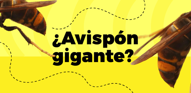 Difícilmente el avispón gigante asiático llegará a Latinoamérica