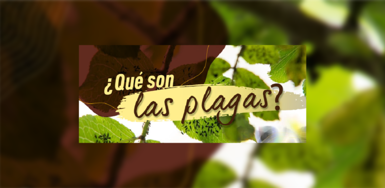 ¿Qué son las plagas?