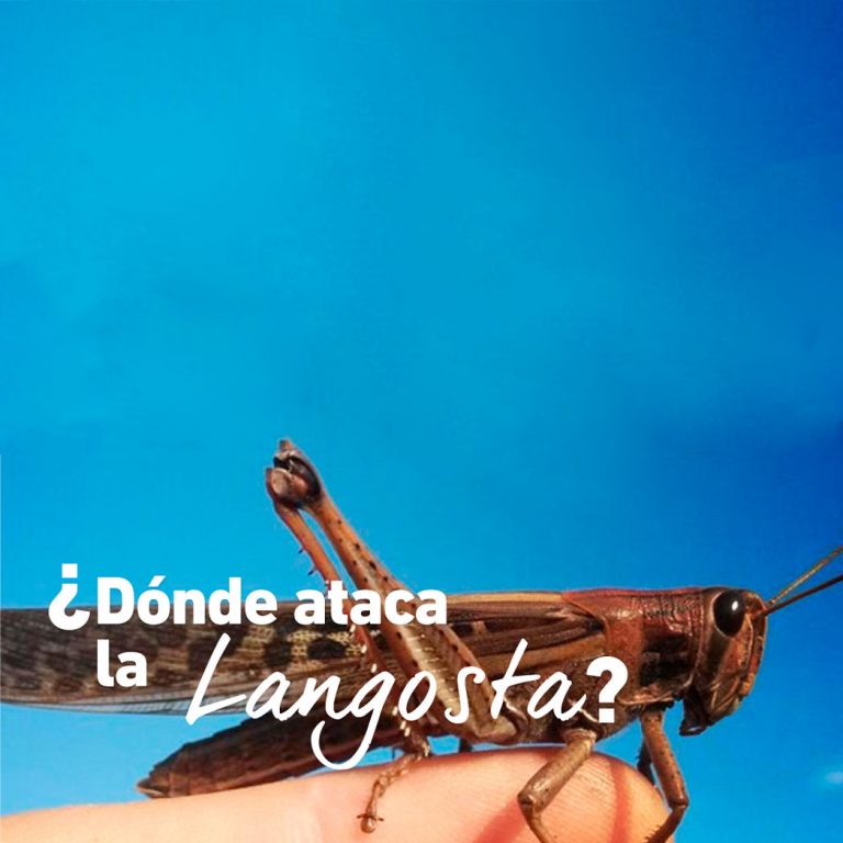 Langostas acechan a América Latina