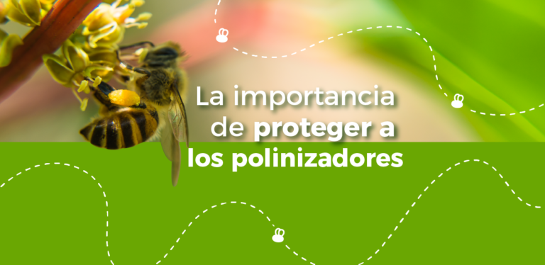 La importancia de proteger los polinizadores en agricultura