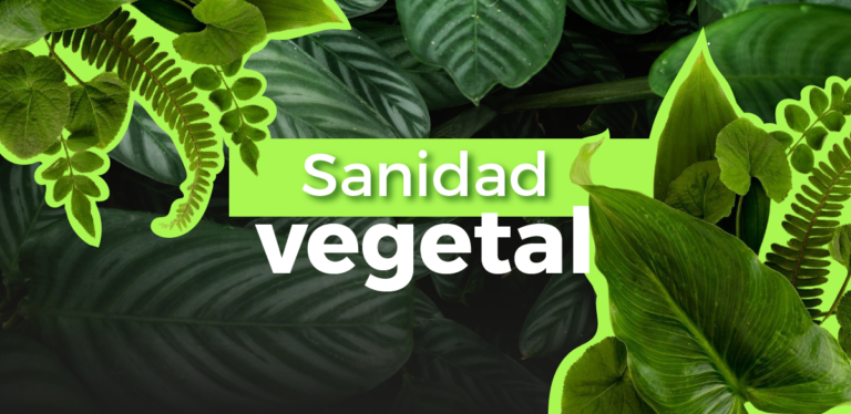 Sanidad vegetal en tu hogar