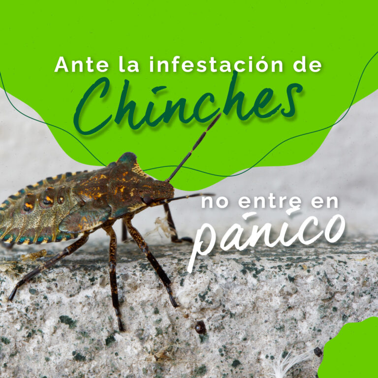 Ante la infestación de chinches, no entre en pánico