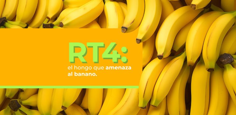 RT4: el hongo que amenaza al banano… y cómo la ciencia está respondiendo