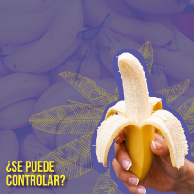 RT4: el hongo que amenaza al banano… y cómo la ciencia está respondiendo